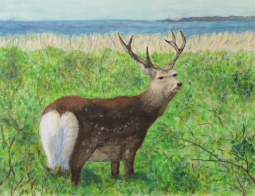水彩画『草原の鹿』