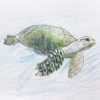 色鉛筆画『ウミガメ』